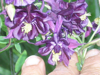 Purple Columbine Aquilegia – Colorful Perennial Flower Seeds