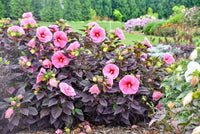 Edge of Night Hibiscus – Hardy Perennial Flower Seeds