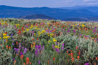 Wild Flower Mix Seed Packet - Open-Pollinated Bulk Flower Seed Mix for Beautiful