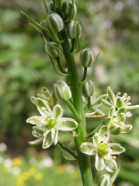 Ornithogalum Caudatum Sea Onion Pregnant Onion - Vegetable Seeds