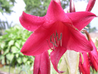 Crinum Lily Antares Small-Size Bulb - New Exclusive Listing - Flower Seeds