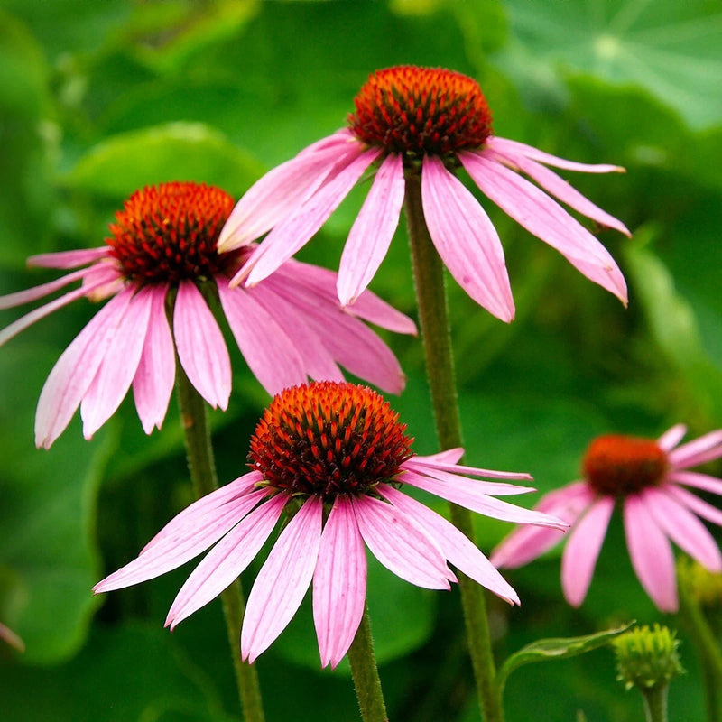 Purple Coneflower Echinacea Purpurea Perennial Wildflower Seeds