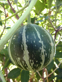 Buffalo Coyote Gourd – Hardy Climbing Vine Seeds