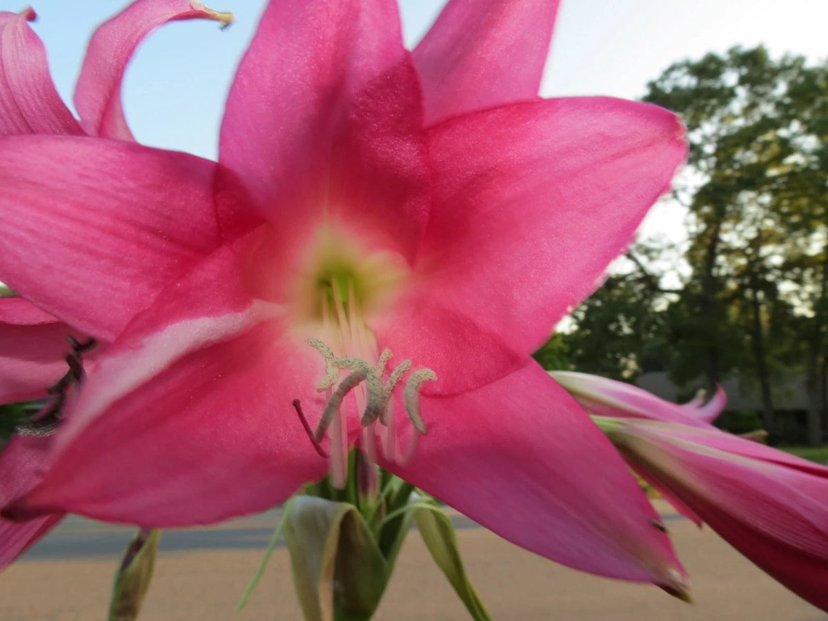 Crinum Lily Mrs – Garden Flower Seeds