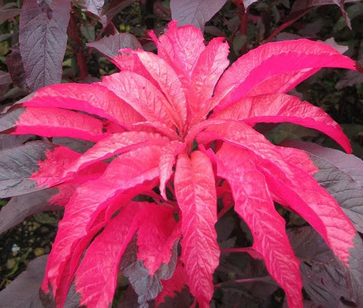 Amaranthus Early Splendor Amaranthus Tricolor – Colorful Garden Flower Seeds