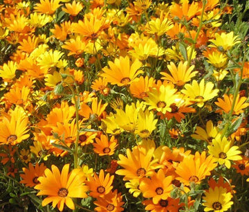 African Daisy Mix Dimorphotheca Sinuata – Colorful Perennial Garden Flower Seeds