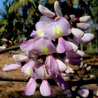 Gliricidia Sepium – Flowering Nitrogen Fixing Tree Seeds