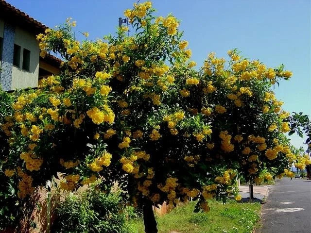Tecoma Stans – Yellow Elder Trumpet Flowering Tree Seeds