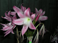 Crinum Lily Walter Flory – Jumbo Flowering Bulb Seeds