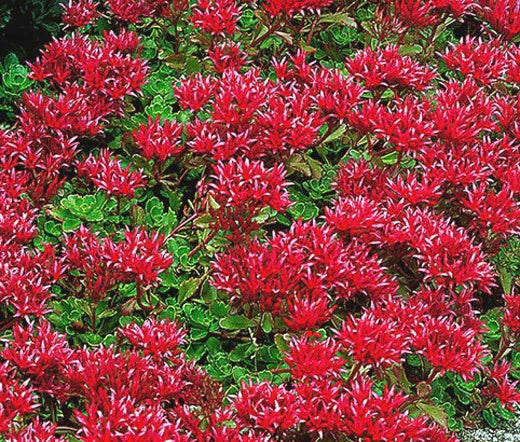 Sedum Summer Glory Stonecrop Sedum Spurium – Hardy Succulent Flower Seeds