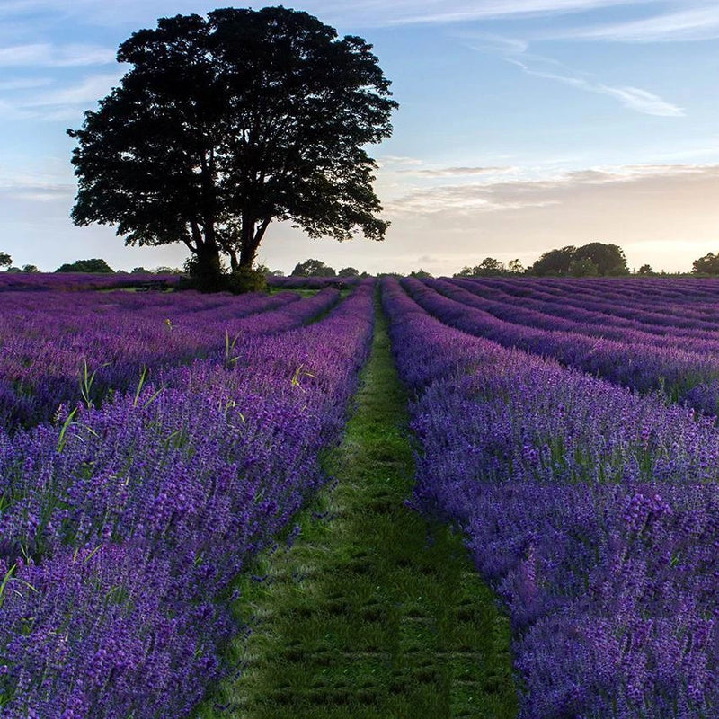 Vera Lavender Fragrant Perennial Garden Flower Seeds