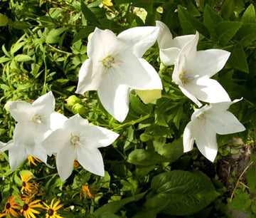 Balloon Flower White Platycodon Grandiflorus – Perennial Garden Flower Seeds