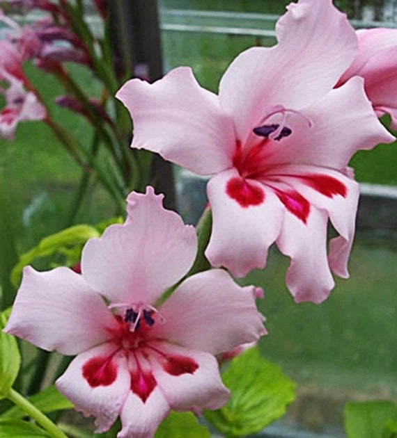Gladiolus Carneus – Flower Seeds
