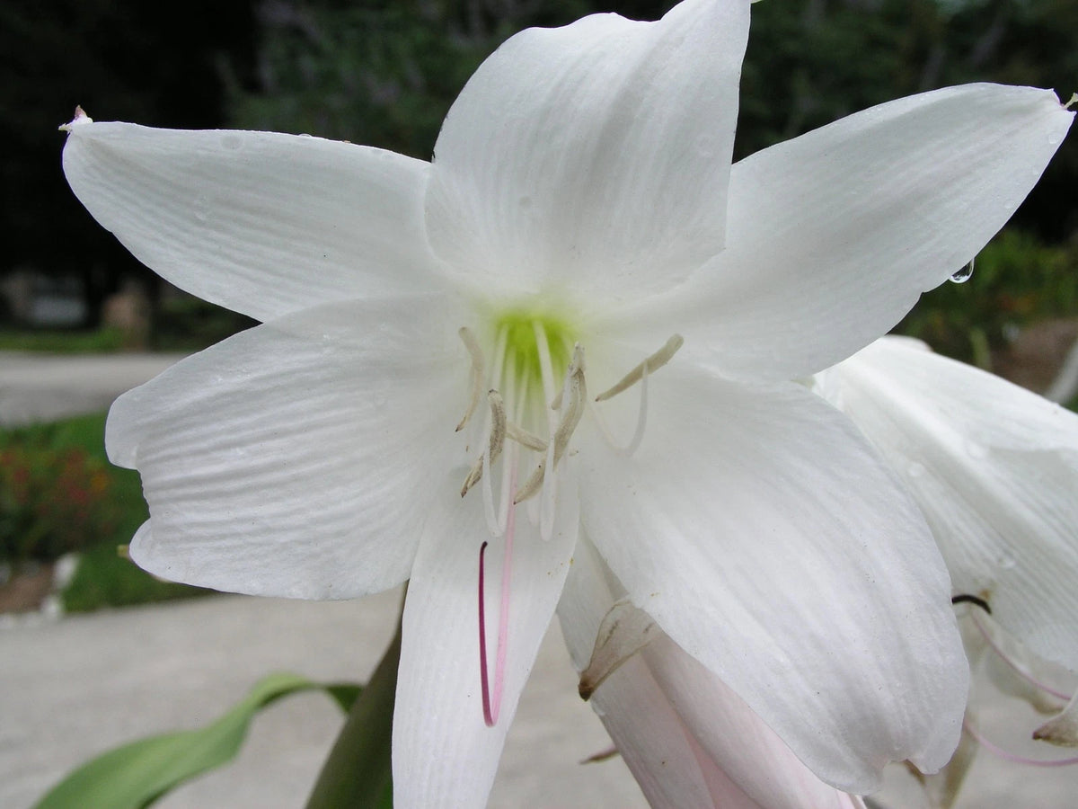 Crinum Lily Maiden S Blush Small-Size Bulb New Fragrant