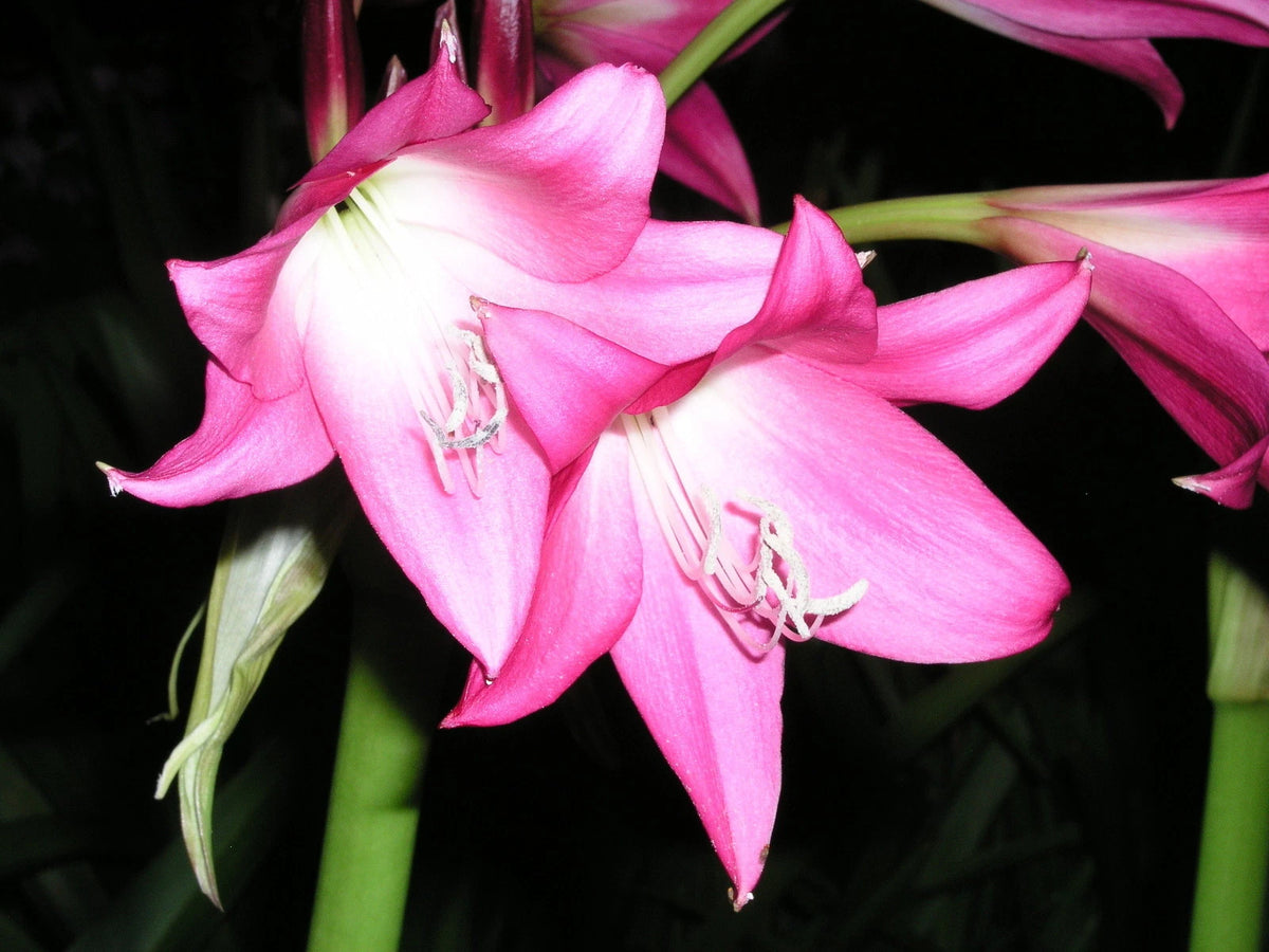 Crinum Lily Elizabeth – Garden Flower Seeds