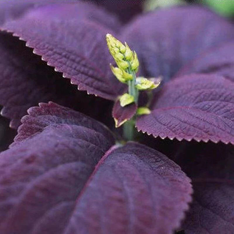 Purple Basil – Culinary Herb Seeds