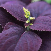 Purple Basil – Culinary Herb Seeds