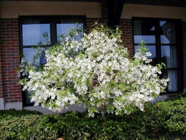 Chionanthus Virginicus – Fragrant Fringe Tree Seeds