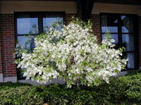 Chionanthus Virginicus – Fragrant Fringe Tree Seeds