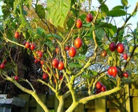Tomato Tree Seeds For Planting Tamarillo Cyphomandra Betacea – Hardy Fruit Tree Seeds Product Image – High Quality Seeds for Gardeners
