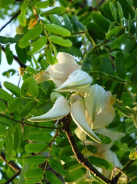Sesbania Grandiflora – White Hummingbird Tree Seeds