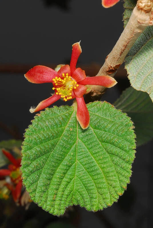 Grewia Villosa – Edible Mallow Raisin Shrub Seeds