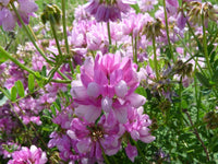 Coronilla Varia Crown Vetch – Hardy Ground Cover Vine Seeds