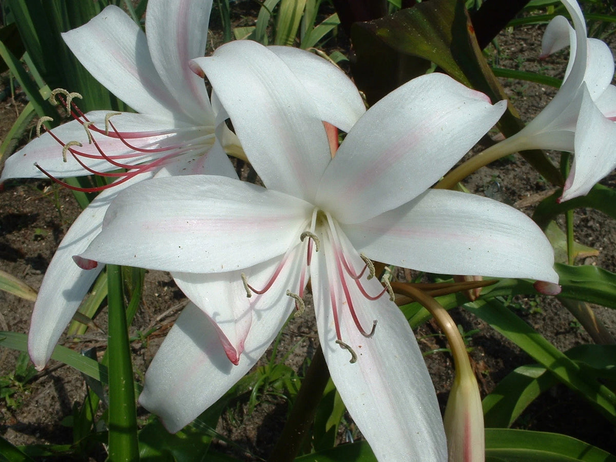Crinum Lily Sundance Jumbo Blooming-Size Bulb New Large Flowers Rare