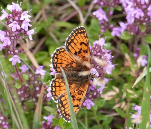 Creeping Thyme Thymus Serpyllum – Groundcover Herb Seeds