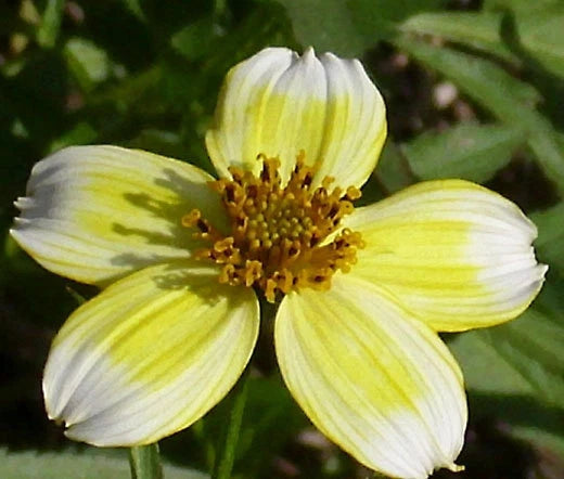 Bur Marigold Bidens Aurea – Colorful Garden Flower Seeds
