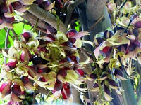 Mucuna Macrocarpa – Rusty Leaf Fruiting Vine Seeds
