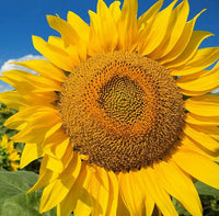 Mini Sunflower Helianthus Annuus – Dwarf Yellow Flower Seeds