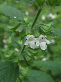 Lemon Balm Melissa Officinalis – Herb Seeds