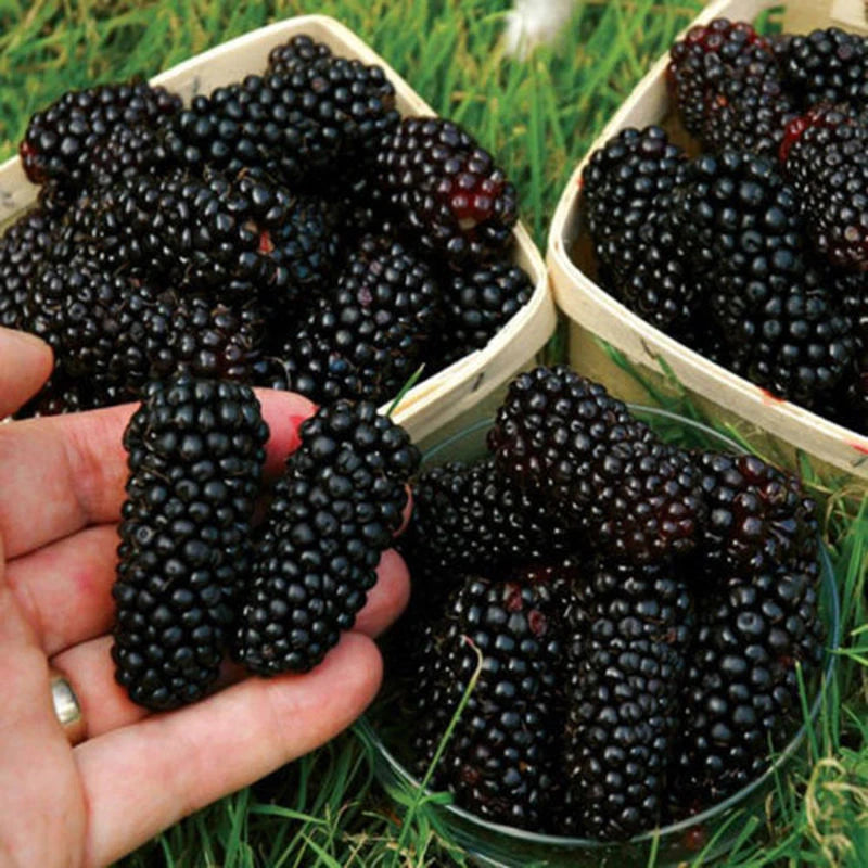 Black Mulberry Morus Nigra - Garden Fruit Seeds