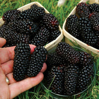 Black Mulberry Morus Nigra - Garden Fruit Seeds