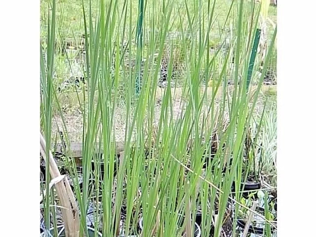 Narrow Leaf Cattail Typha Augustifolia – Aquatic Perennial Seeds
