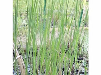 Narrow Leaf Cattail Typha Augustifolia – Aquatic Perennial Seeds