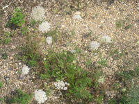 Queen Annes Lace Daucus Carota – Hardy Wildflower Seeds