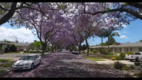 Jacaranda Mimosifolia – Fragrant Blue Flowering Tree Seeds