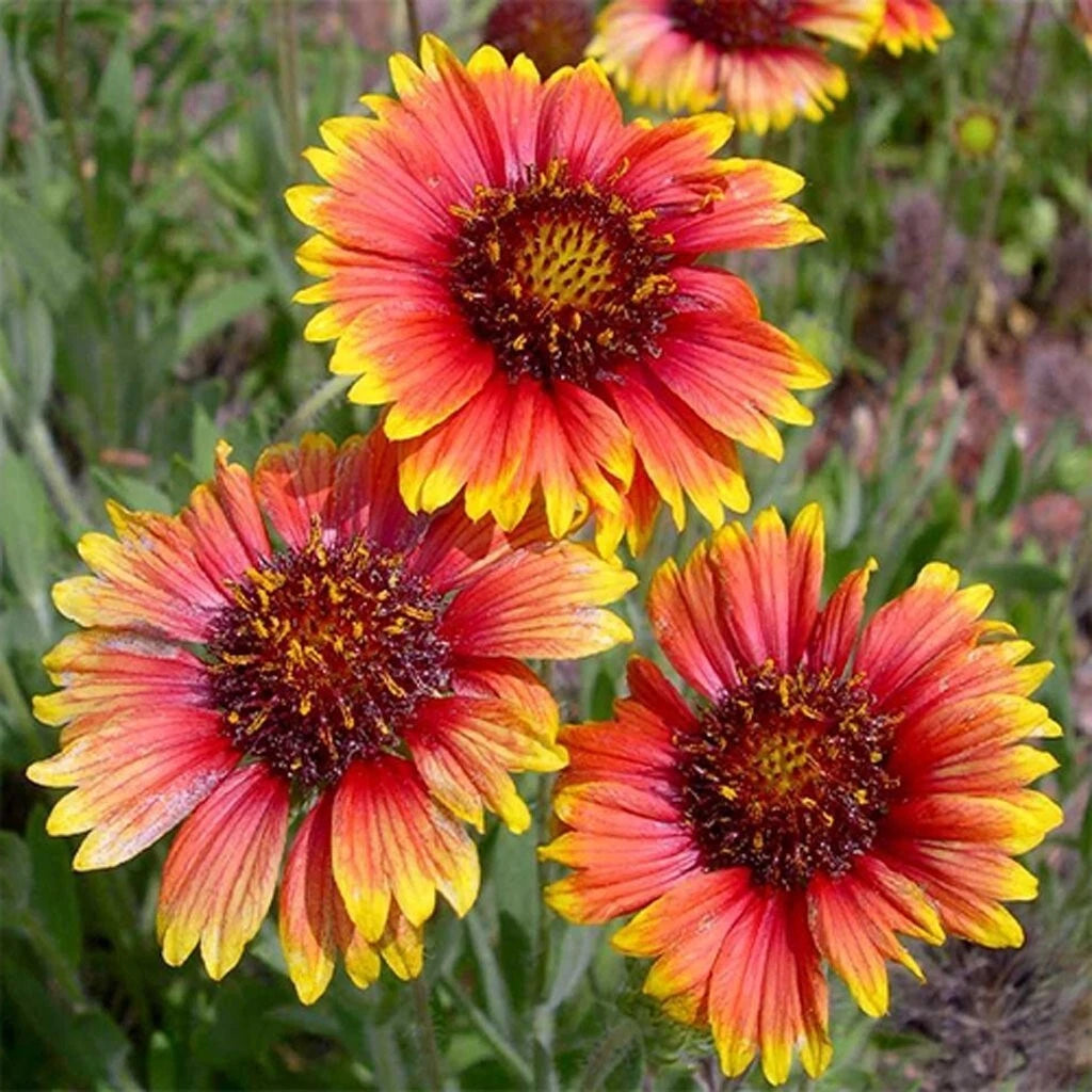 Gaillardia Aristata – Blanketflower Perennial Wildflower Seeds