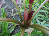 Crinum Lily Lorraine Clark – Jumbo Flowering Bulb Seeds