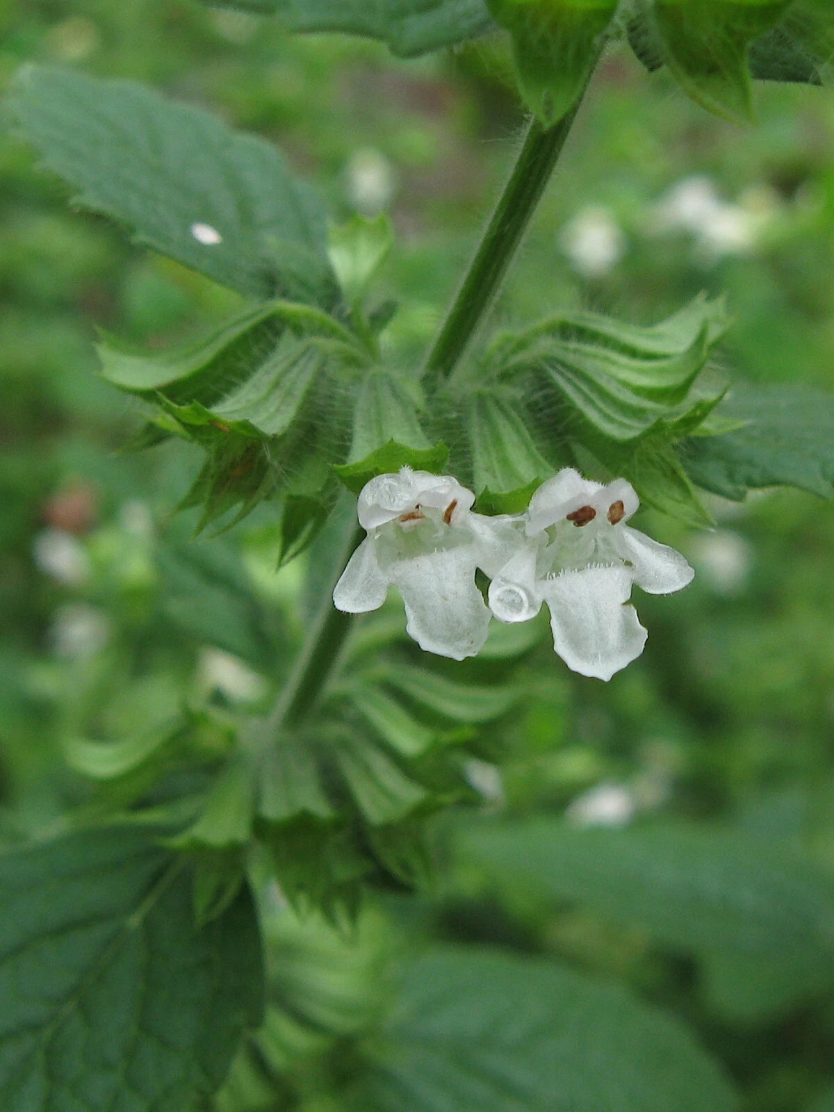Lemon Balm Melissa Officinalis – Fragrant Herb Seeds