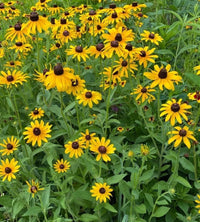 Black Eyed Susan – Colorful Garden Flower Seeds