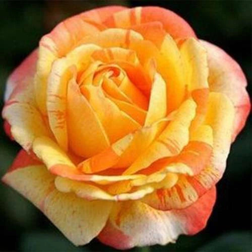Orange White Rose Perennial Garden Flower Seeds