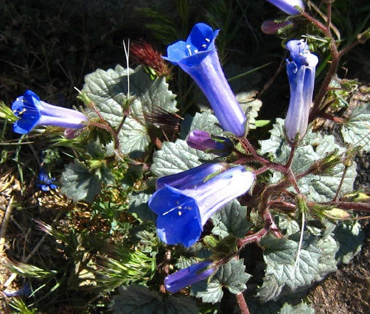 California Bluebell Phacelia Campanularia Bulk – Flower Seeds