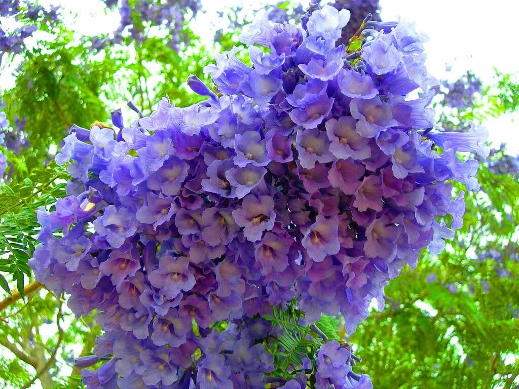 Jacaranda Mimosifolia Fragrant Blue Flowering Tree Seeds
