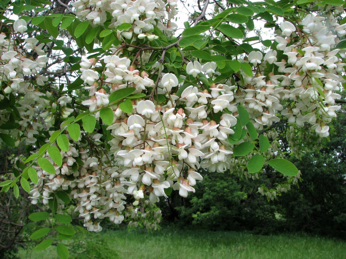 Robinia Pseudoacacia – Fragrant Hardy Black Locust Tree Seeds
