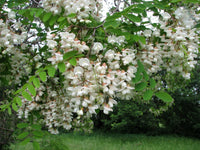 Robinia Pseudoacacia – Fragrant Hardy Black Locust Tree Seeds
