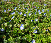 Creeping Blue Speedwell Veronica Repens – Groundcover Flower Seeds