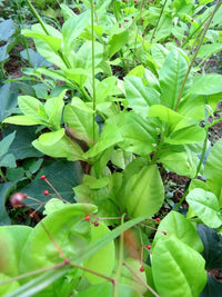 Jewels of Opar Talinum Paniculatum – Ornamental Garden Flower Seeds